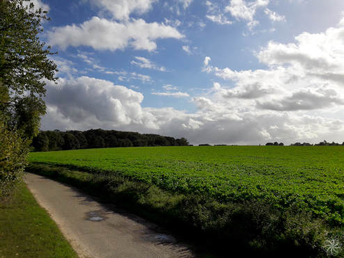 Nederland, Limburg, Wintraak, groen, gras, wolken, portret van een droom
