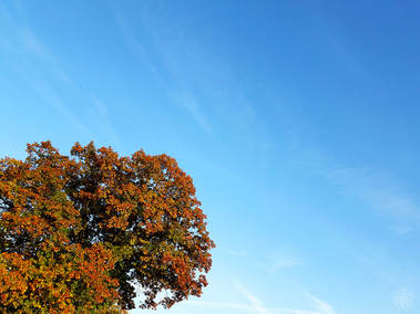 Natuur, boom, Brunssemerheide, herfst, Nederland, kleuren